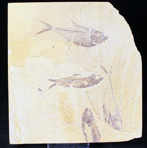 Bargain Diplomystus and Knightia Plate - x #20175